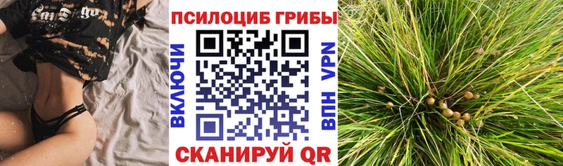 Галлюциногенные грибы Psilocybine cubensis  Купить где  Мегион 
